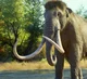 Columbian Mammoth