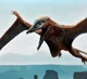 Preondactylus