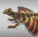 Coelurosauravus