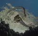Tanystropheus