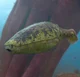 Arandaspis