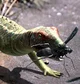 Petrolacosaurus