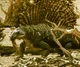 Edaphosaurus