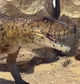 Saurosuchus
