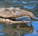 Proterosuchus