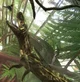 Euparkeria