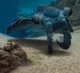Anomalocaris