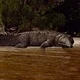 Rutiodon