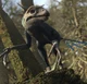 Epidexipteryx