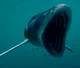 Leedsichthys