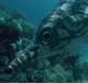Ophthalmosaurus
