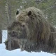 Woolly Rhinoceros