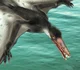 Dorygnathus
