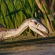 Segisaurus