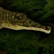 Platyoposaurus