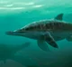 Stenopterygius