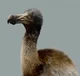 Dodo