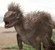 Pegomastax