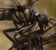 Meganeuropsis