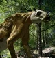 Chalicotherium