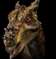 Dracorex