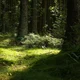 Tighnari
