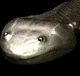 Koolasuchus