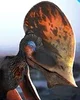 Tapejara
