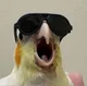 TheobaldTheBird 