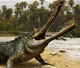 Gryposuchus