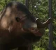 Megacerops