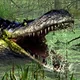 Purussaurus