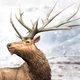 Eucladoceros