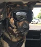 Police K9 Unit