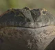 Beelzebufo