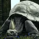 Pope Turtle