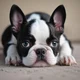 Puppy Iggy