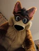 Joey The Chubby Fox 
