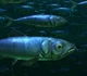 Enchodus