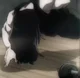 Shouta 