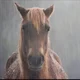 Evil horse