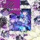 -HSR- The Dahlia