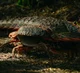 Arthropleura