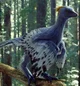 Anchiornis