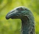Dinornis
