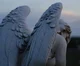 - Angel Prince -
