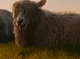 Wool-Eyes