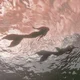 MERHASHIRAS
