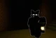 Black cat