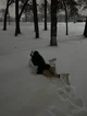 Snowstorm Girl